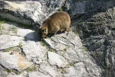 Ein Klippschleifer in einer Hügelregion am Toten Meer Ein Klippschleifer in einer Hügelregion am Toten Meer